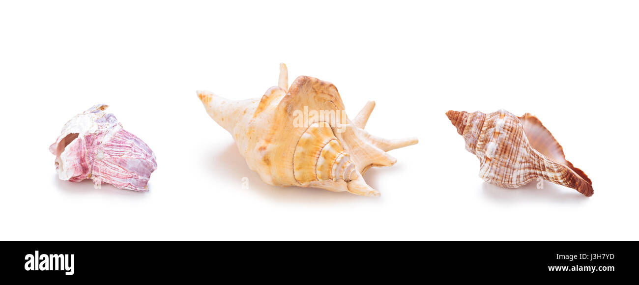 Collection de coquillages de mer dans une rangée. Isolé sur fond blanc. Banque D'Images Collection de coquillages de mer dans une rangée. Isolé sur fond blanc. Banque D'Images