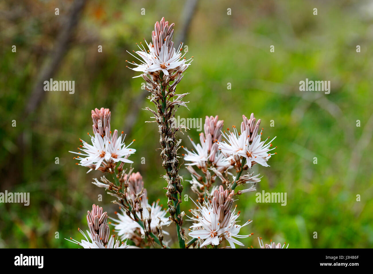 Fleurs de l'Asphodelus ramosus, également connu sous le nom d'asphodel ramifié de Brijuni Banque D'Images