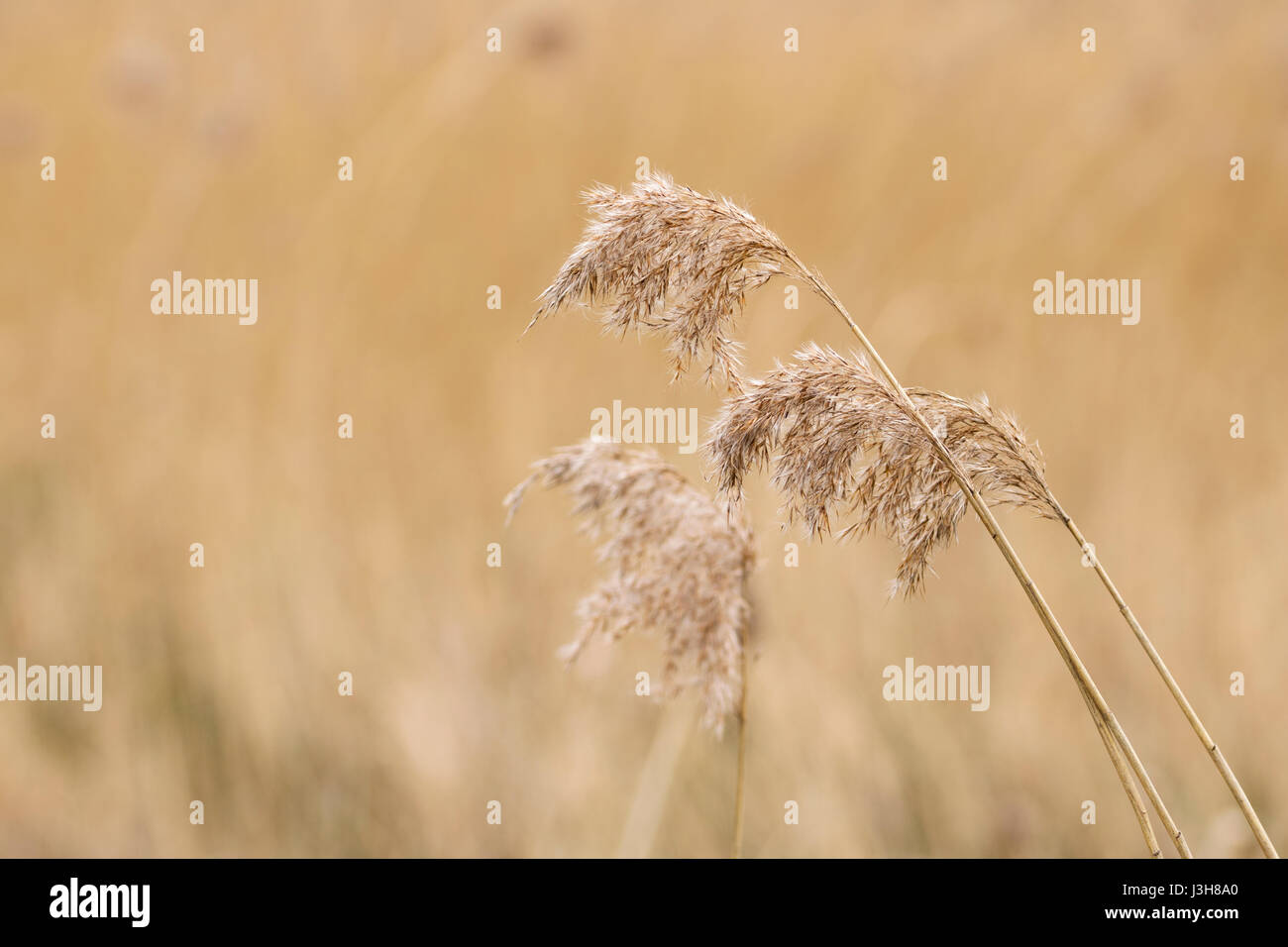 Roseaux communs Banque D'Images