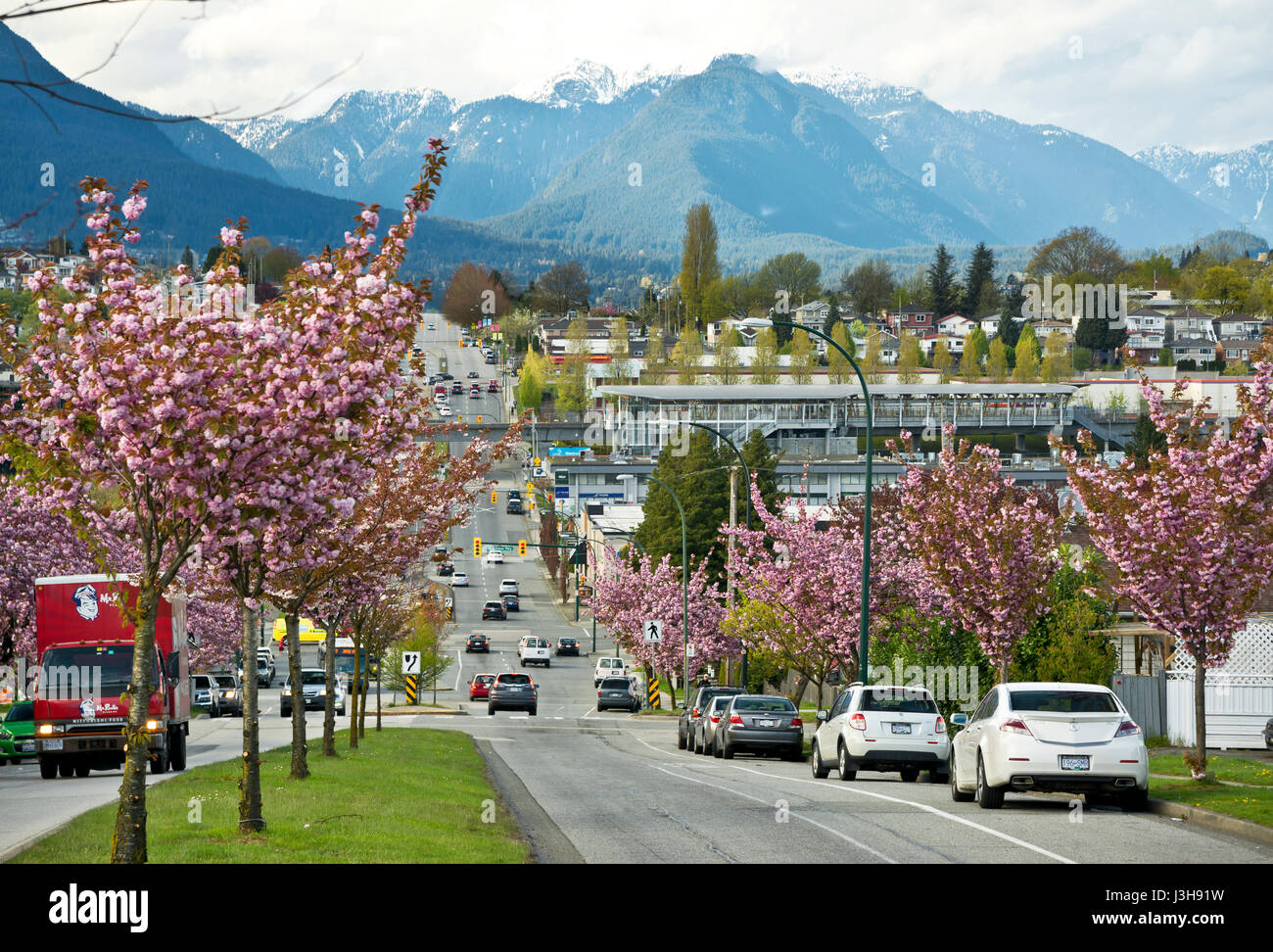 Rue de Vancouver bordée de cerisiers en fleurs rose foncé au printemps. La cerise de Kanzan fleurit à Vancouver au printemps. Banque D'Images