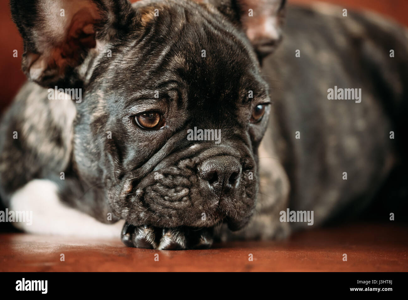 Close Up Potrait De Jeune Chiot Bouledogue Francais Noir Bebe Chien Drole Photo Stock Alamy