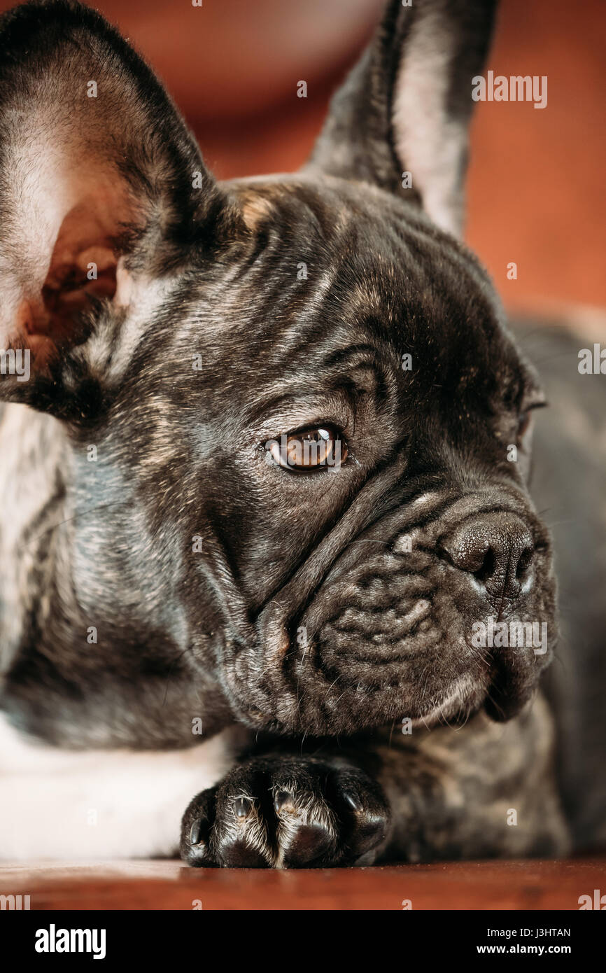 Close Up Potrait De Jeune Chiot Bouledogue Francais Noir Bebe Chien Drole Photo Stock Alamy