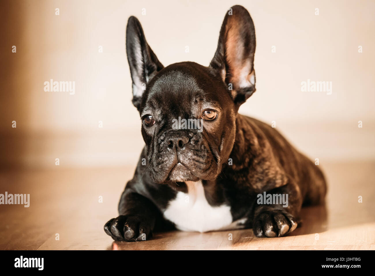 Jeune Chiot Bouledogue Francais Noir Avec Tache Blanche Assise Sur Plancher Flottant Piscine Maison Bebe Chien Drole Photo Stock Alamy