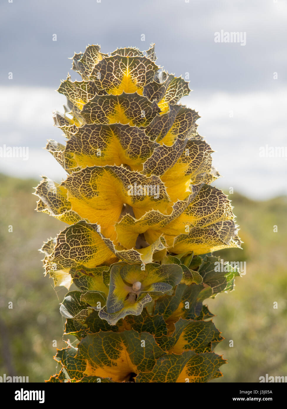 Hakea hakea (Royal Victoria), Fitzgerald River National Park, Australie occidentale Banque D'Images