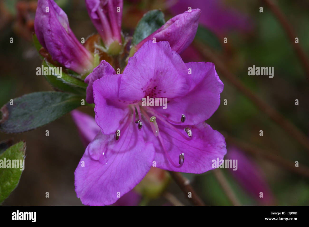 La floraison des azalées Banque D'Images