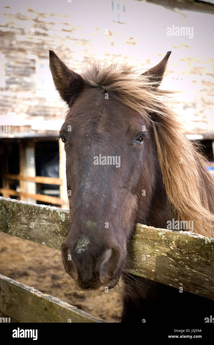 Owen - un cheval à un Jaffrey, New Hampshire, USA Farm Banque D'Images