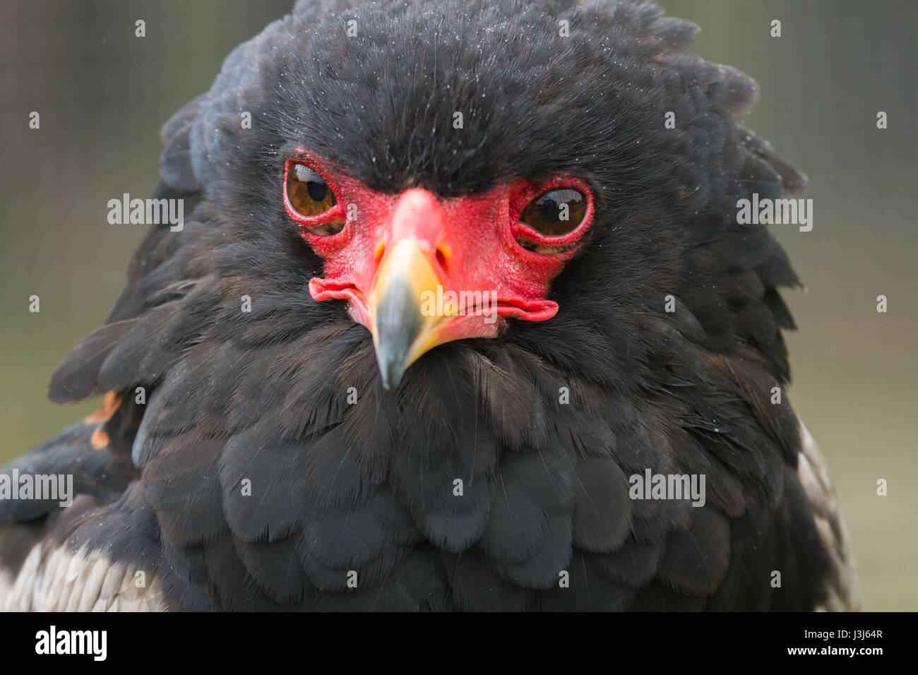 Portrait photo d'une alerte à la recherche Aigle Bateleur Banque D'Images