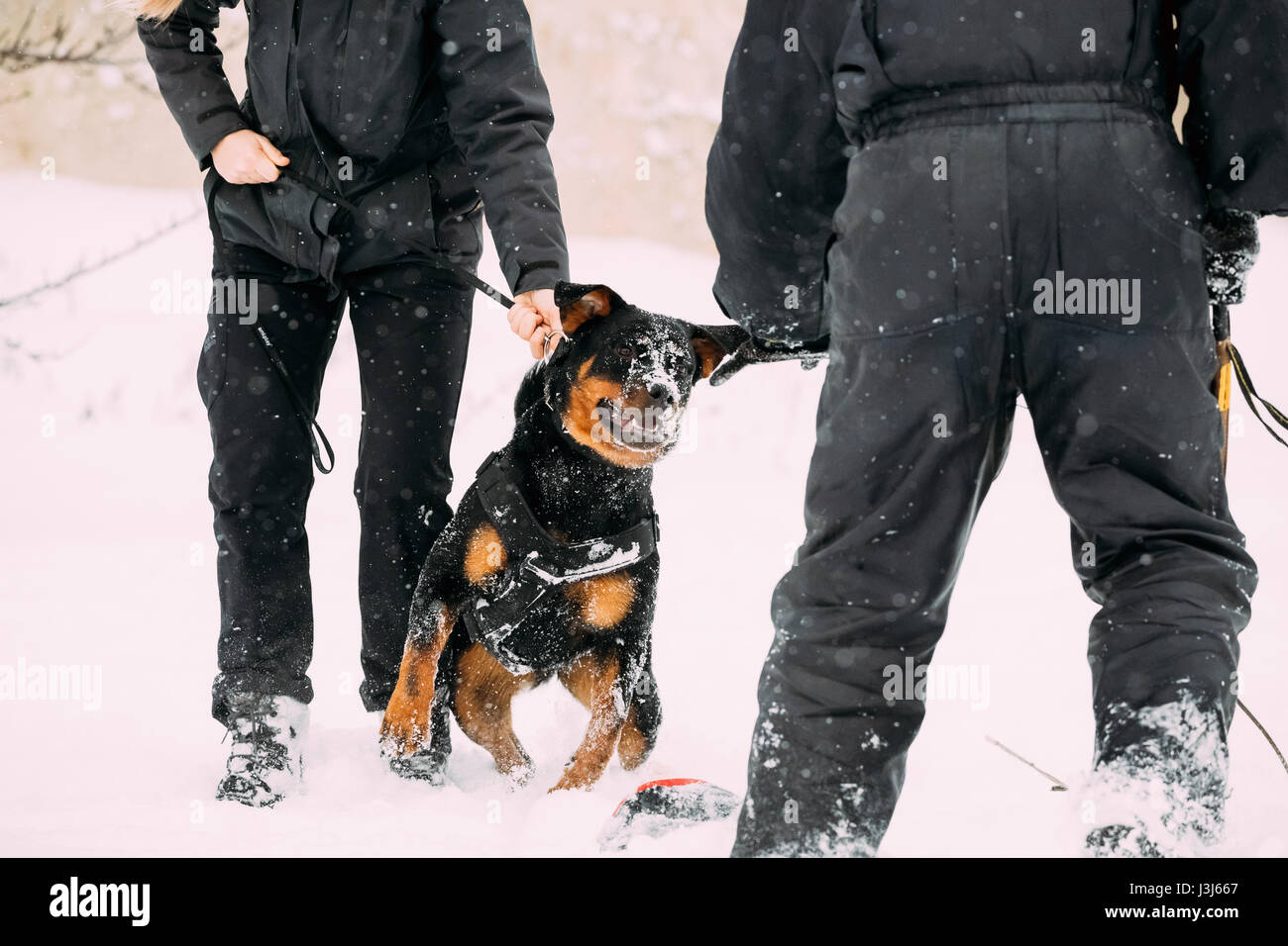 La formation de noir de race Rottweiler Metzgerhund Chien Adulte. L'attaque et la défense. La saison d'hiver Banque D'Images