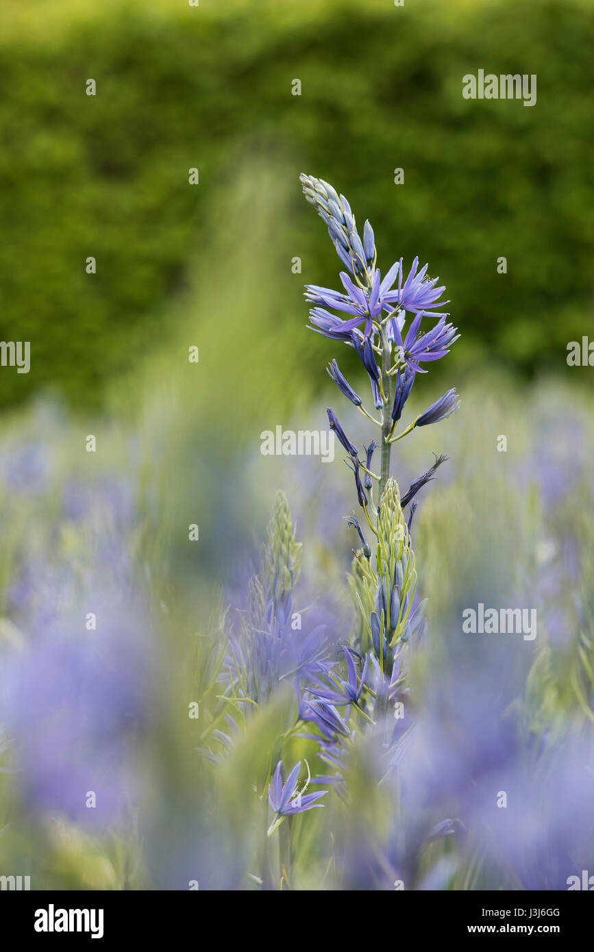 Camassia leichtlinii. Camas Quamash, jacinthe sauvage Fleurs Banque D'Images