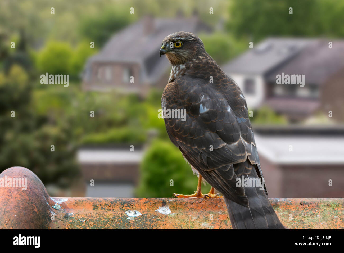 Le nord de l'Eurasie blanche / jaune (Accipiter nisus) perché sur la crête de tuile de toit de la chambre et à la recherche d'oiseaux de proie sur le jardin Banque D'Images