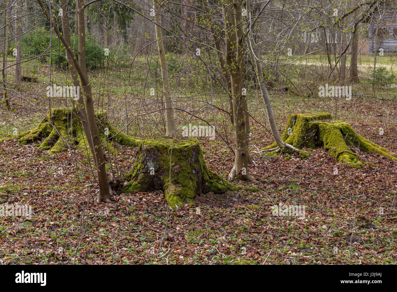 Sur la mousse sur les troncs des arbres Banque D'Images