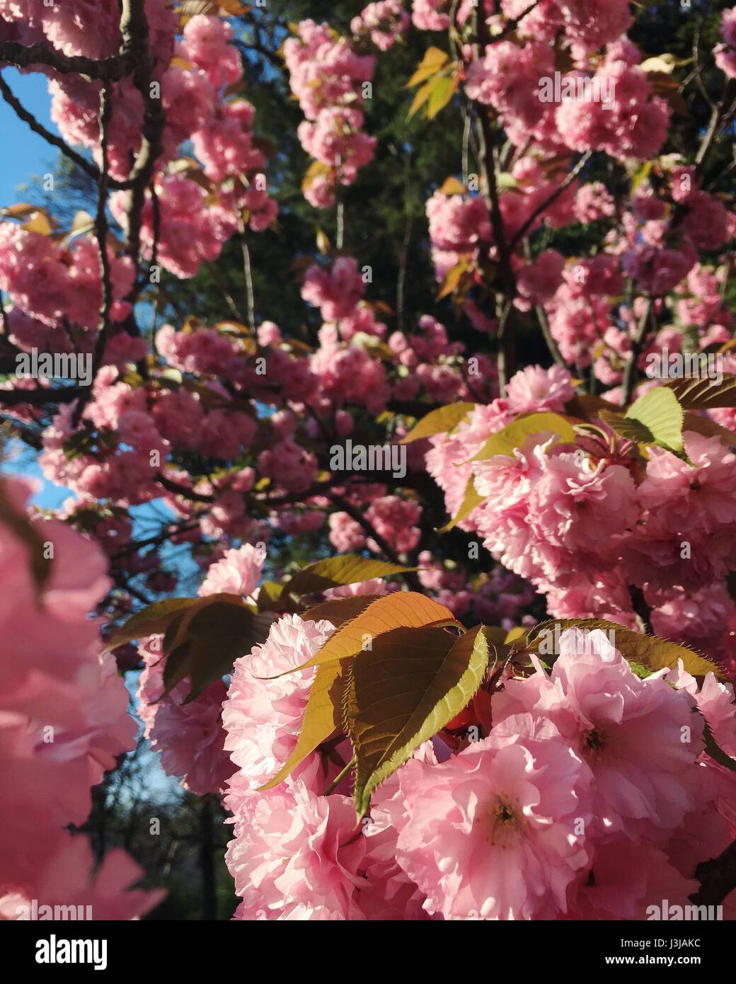 Fleurs de cerisier Sakura parfait fleurit dans park Banque D'Images