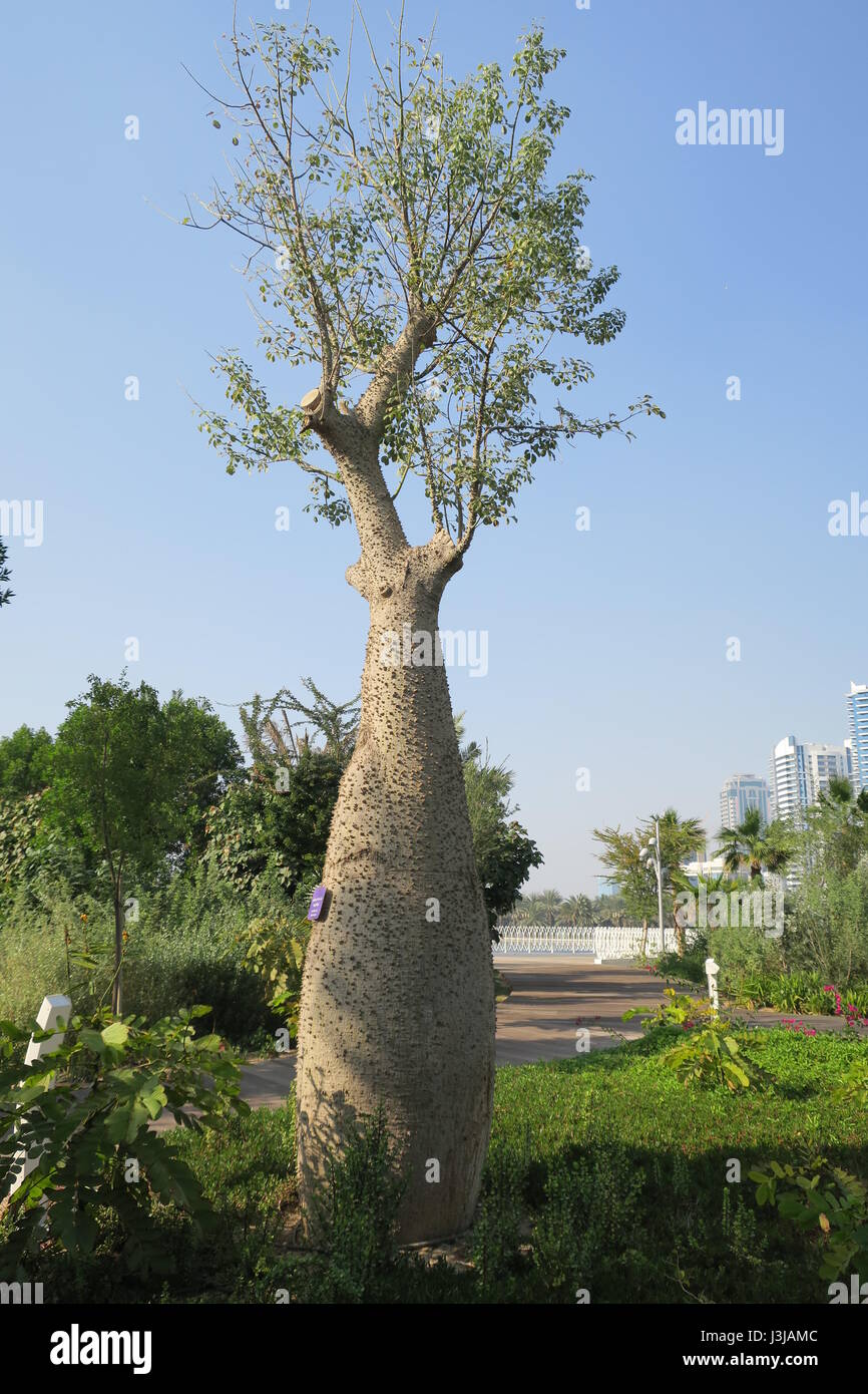 Dans l'île al noor khalid lagoon, Sharjah, Dubaï.de soie arbre a été importé d'Amérique du Sud. Banque D'Images