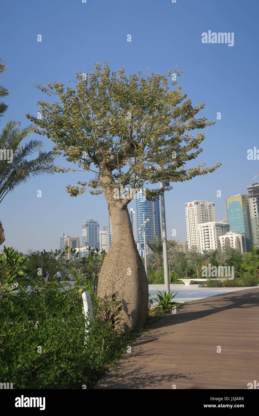 Dans l'île al noor khalid lagoon, Sharjah, Dubaï.de soie arbre a été importé d'Amérique du Sud. Banque D'Images