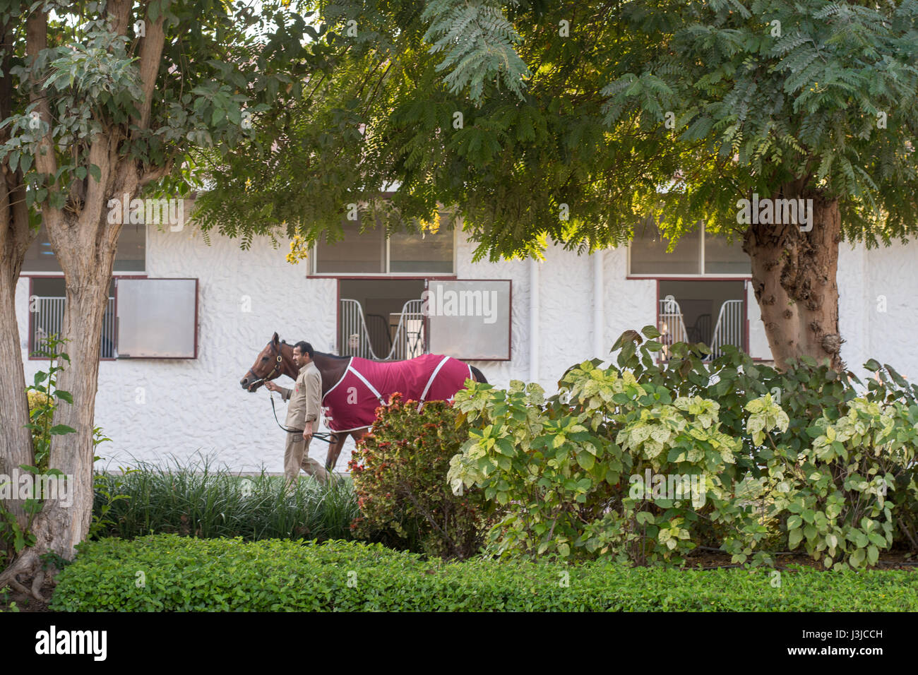Emirats Arabes Unis - homme menant à cheval stable dans Dubai Banque D'Images