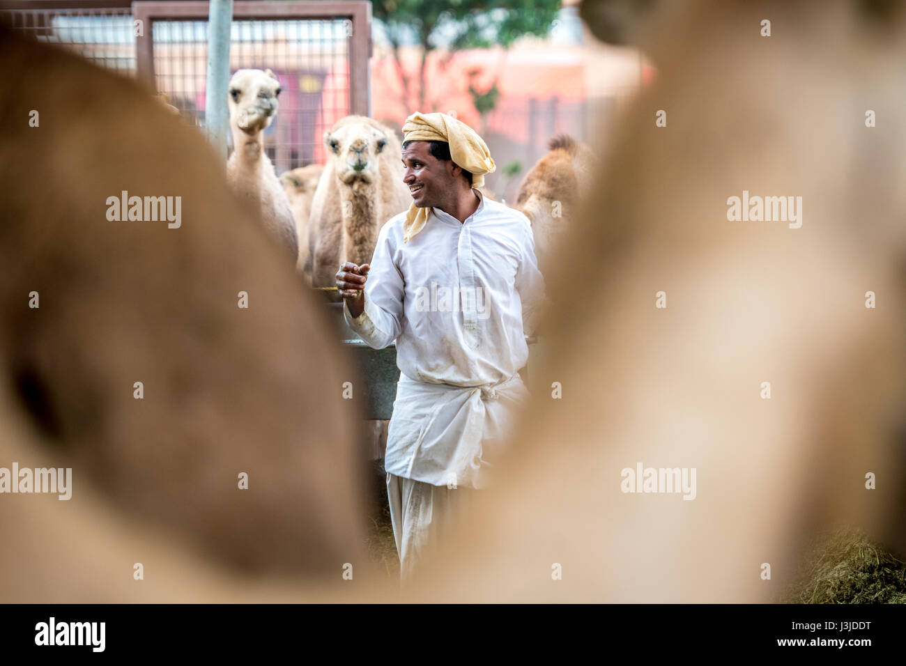 Exploitant agricole travaillant dans l'enclos de chameau à l'Al Ain marché aux chameaux, eau. Banque D'Images