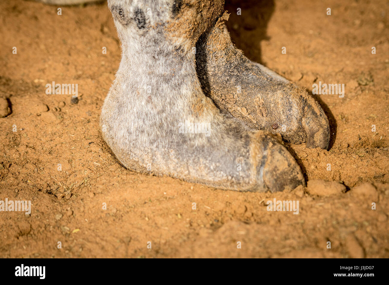 Vue rapprochée d'un sabot de chameau Al Ain marché aux chameaux, eau Photo  Stock - Alamy