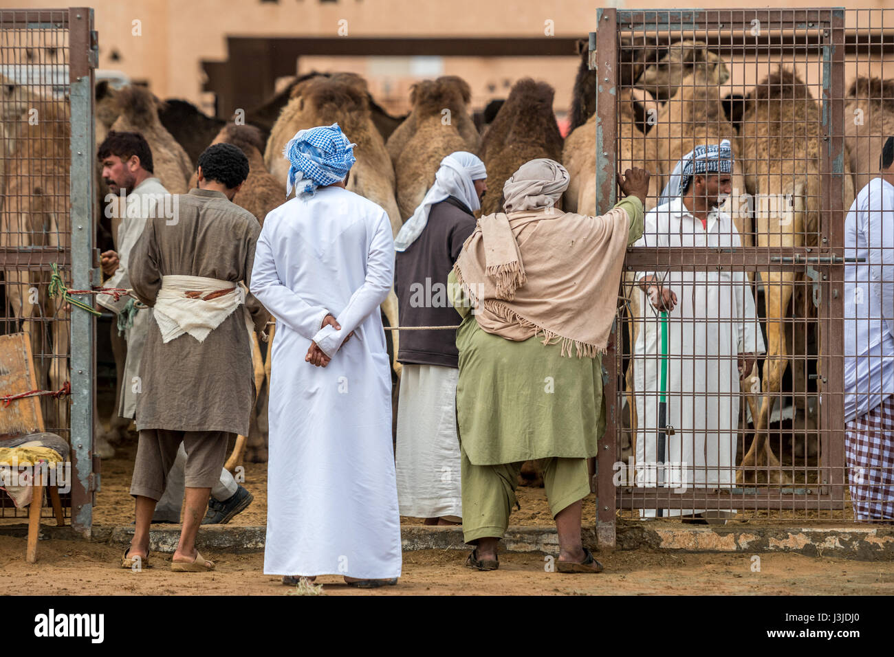 Les commerçants de chameau à converser et travaillant dans l'enclos de chameau à l'Al Ain marché aux chameaux, situé à Abu Dhabi, EAU. Banque D'Images