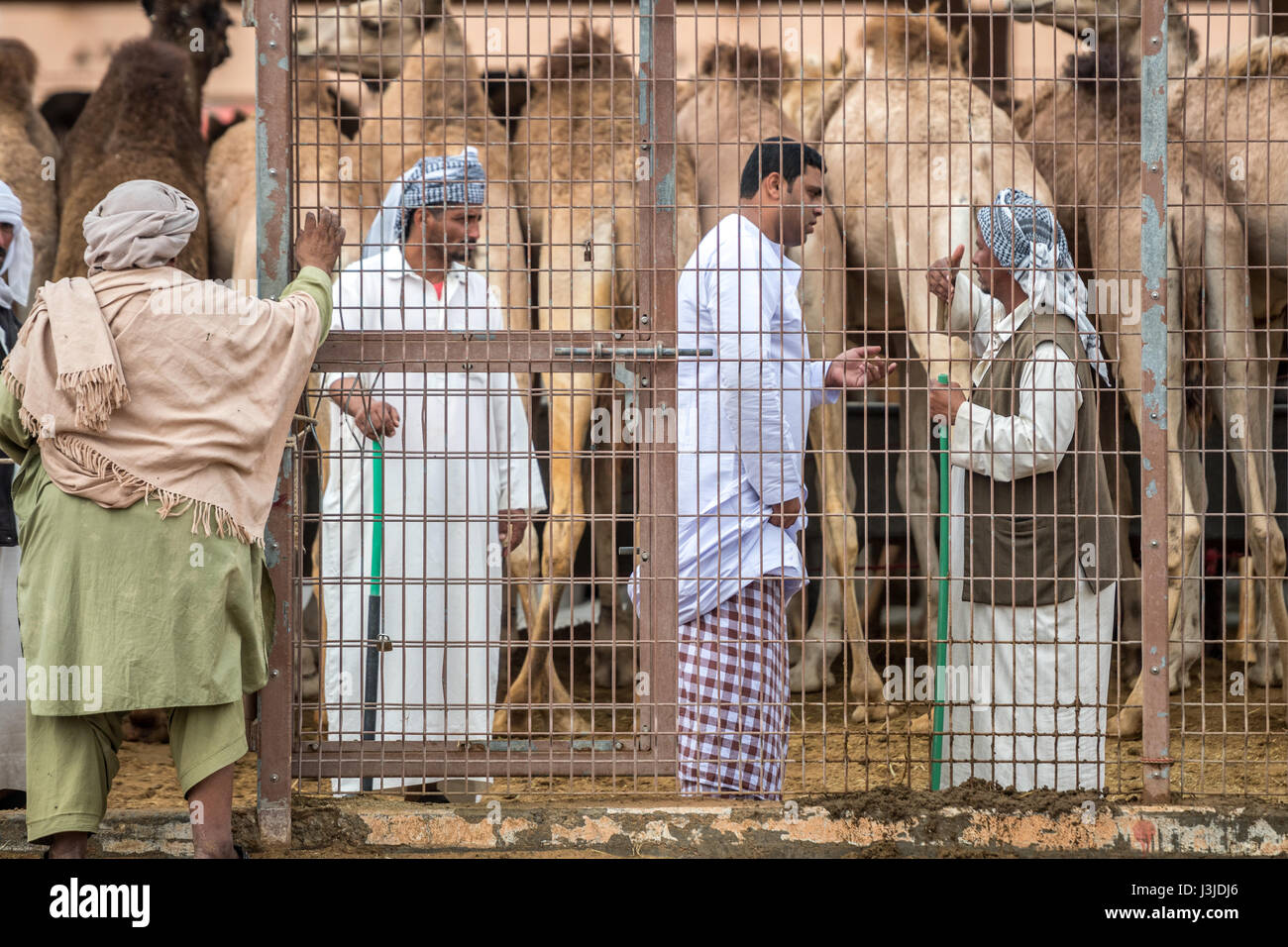 Les commerçants de chameau à converser et travaillant dans l'enclos de chameau à l'Al Ain marché aux chameaux, situé à Abu Dhabi, EAU. Banque D'Images