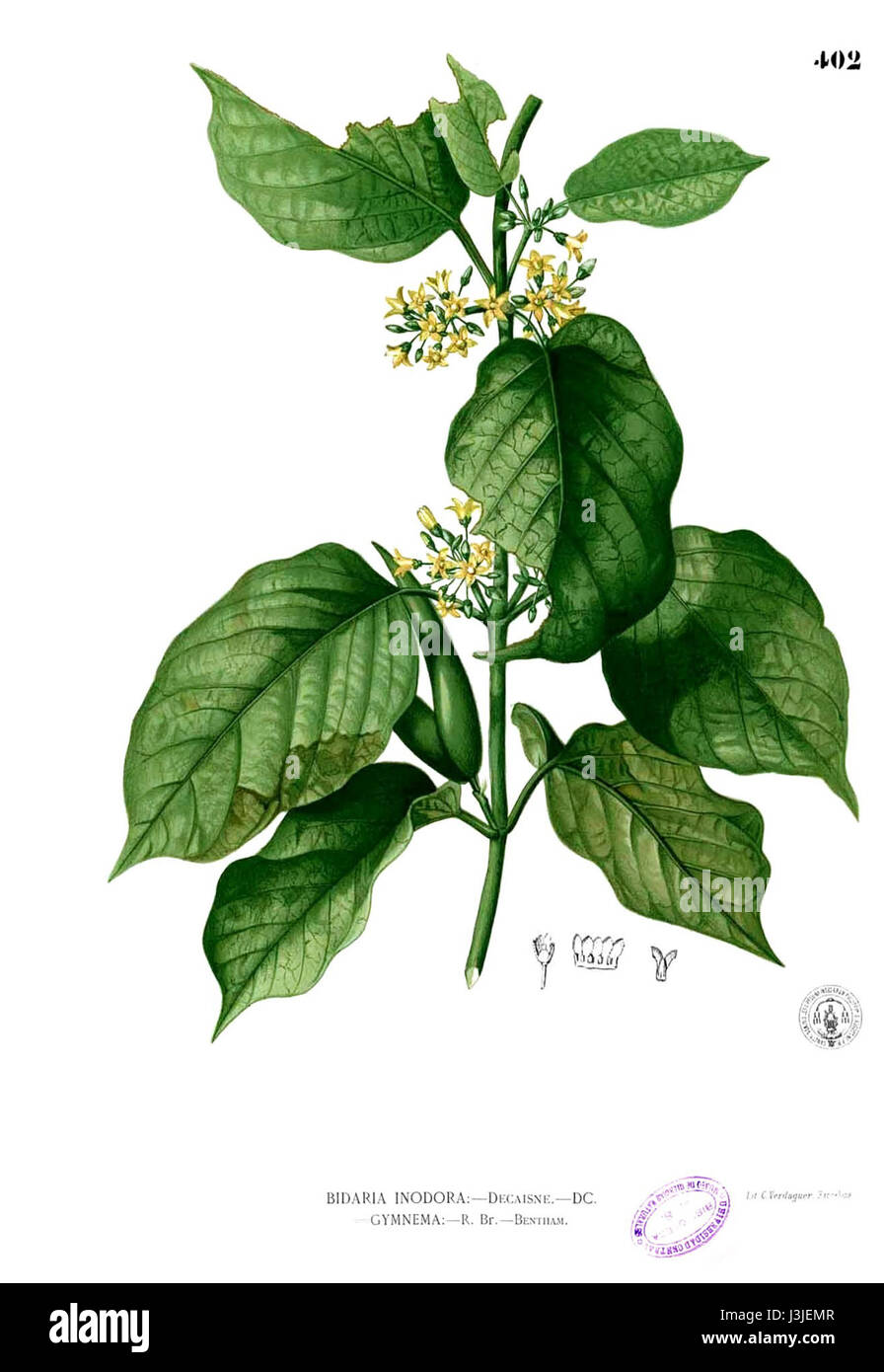 Gymnema inodorum, une plante originaire de l'Asie tropicale, est connue pour ses propriétés médicinales. Il est utilisé en médecine traditionnelle pour son potentiel à abaisser le taux de sucre dans le sang et à gérer le diabète. La plante contient des composés qui peuvent aider à réguler l'absorption du sucre et améliorer la santé métabolique. Banque D'Images