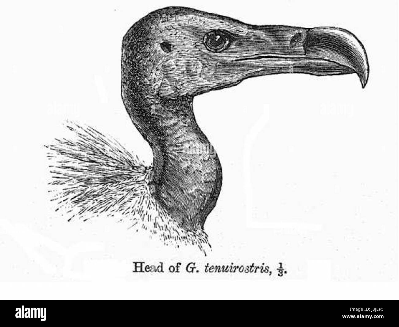Gyps tenuirostris est une espèce de vautours originaire du sous-continent indien. Connu sous le nom de vautours à bec mince, il est reconnu pour son bec long et mince, qui le distingue des autres espèces de vautours. Elle est gravement menacée, et des efforts sont en cours pour protéger sa population. Banque D'Images