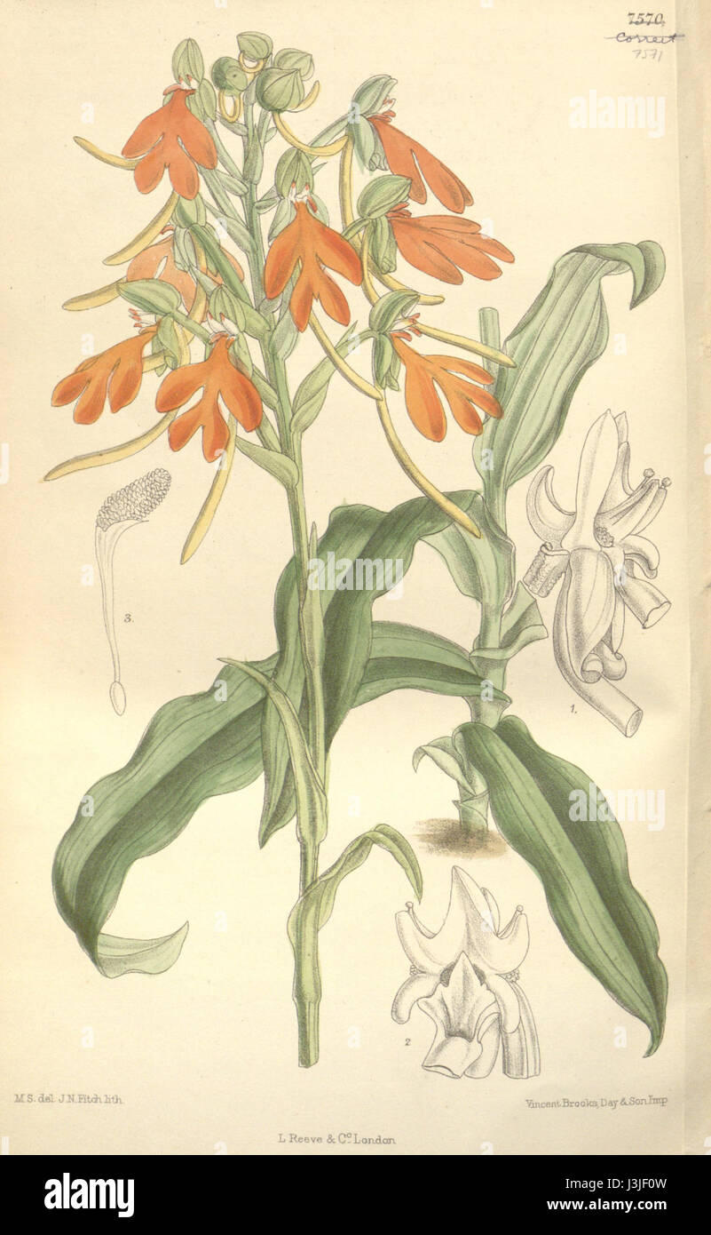 Habenaria rhodocheila est une espèce d'orchidée documentée pour la première fois par Curtis en 1897, reconnue pour son aspect frappant et son importance botanique. Banque D'Images