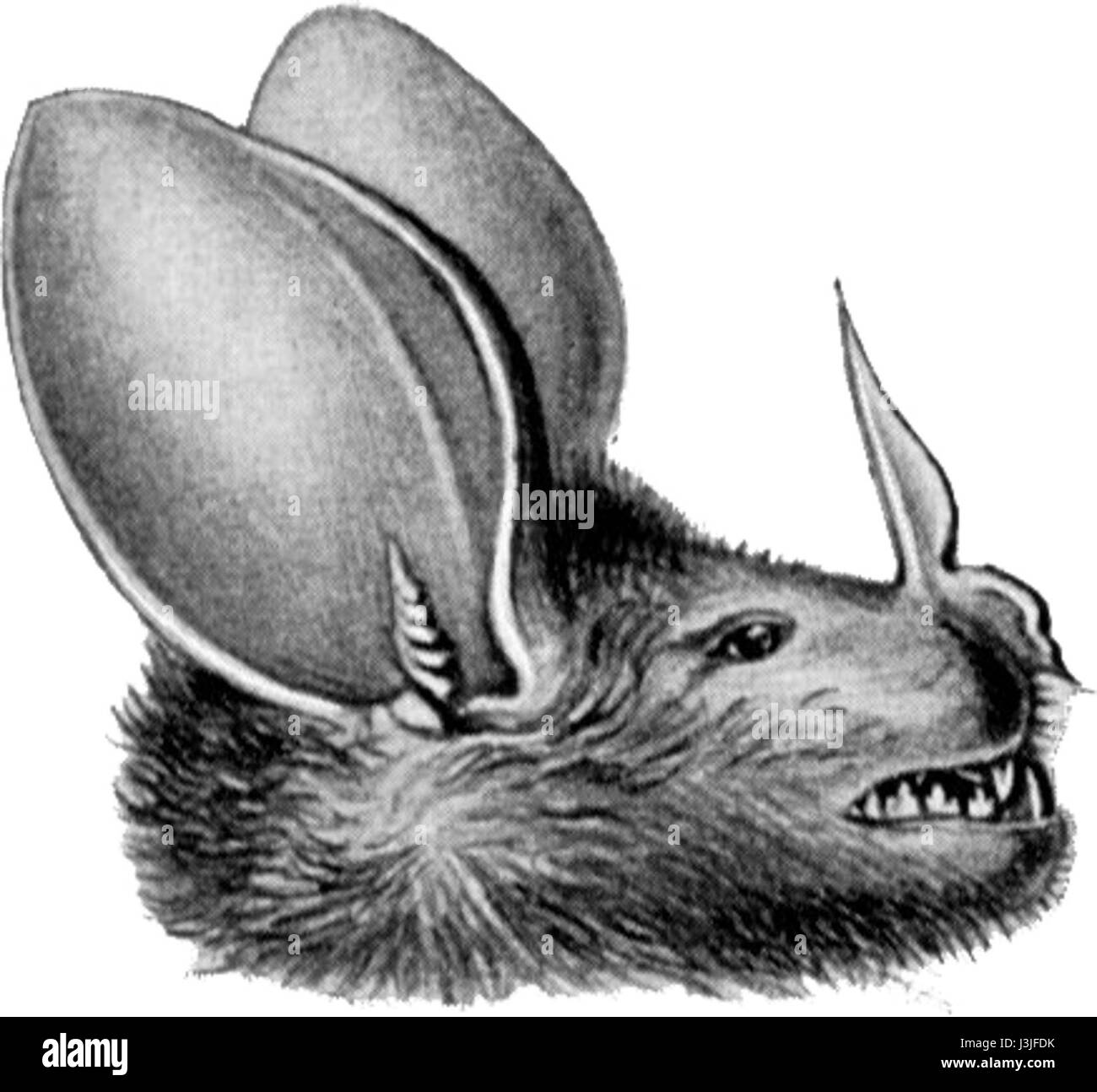 Cette illustration scientifique de Haeckel représente l'espèce chiroptère Chrotopterus auritus. Il fournit des détails anatomiques et la classification de cette espèce de chauve-souris, contribuant à l'étude de la biologie des mammifères. Banque D'Images