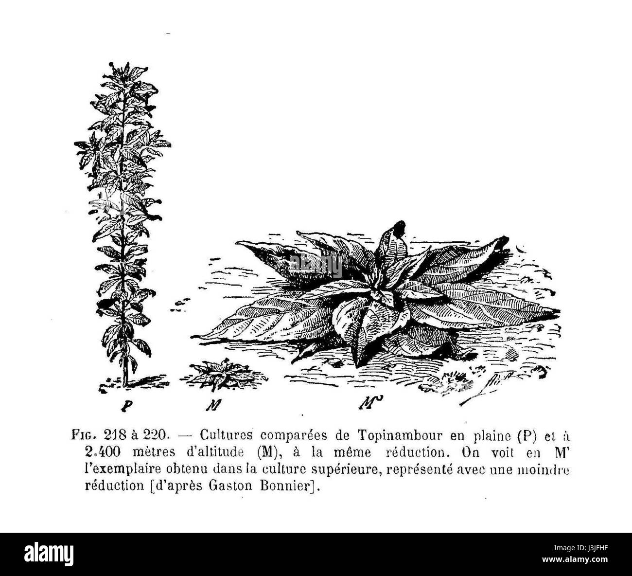 Helianthus tuberosus, communément connu sous le nom d'artichaut de Jérusalem, est une espèce de tournesol cultivée pour ses tubercules comestibles. La plante est originaire d'Amérique du Nord et a gagné en popularité pour ses bienfaits nutritionnels, en particulier pour sa teneur élevée en fibres et minéraux. Banque D'Images