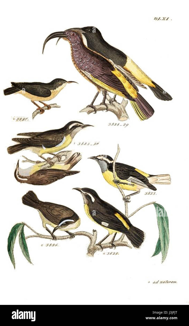 Le Mamo Hawai'i fait référence à une espèce d'oiseau qui était autrefois endémique à Hawaï. Connu pour ses caractéristiques distinctives, le Mamo Hawai'i s'est éteint au début du XXe siècle en raison de la perte d'habitat et de la chasse. C'était une partie importante de la vie des oiseaux indigènes d'Hawaï. Banque D'Images