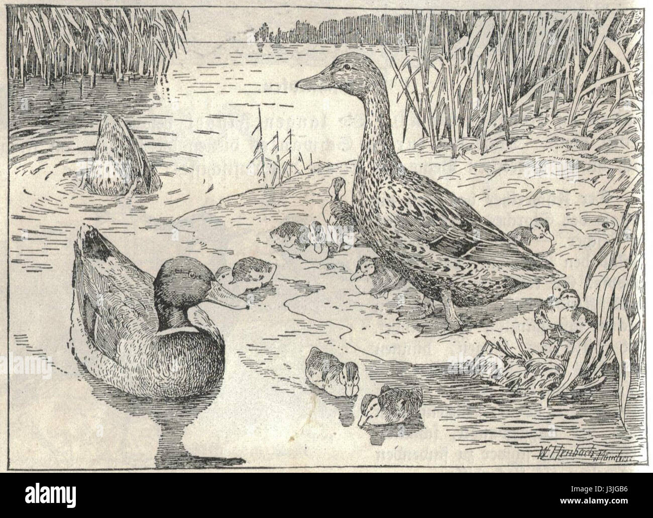 Le canard Heubach fait référence à une figurine en porcelaine créée par la société Heubach, connue pour ses céramiques de haute qualité. La figurine de canard fait partie de la collection de figurines animales de Heubach, souvent connue pour son détail réaliste et son artisanat. Banque D'Images