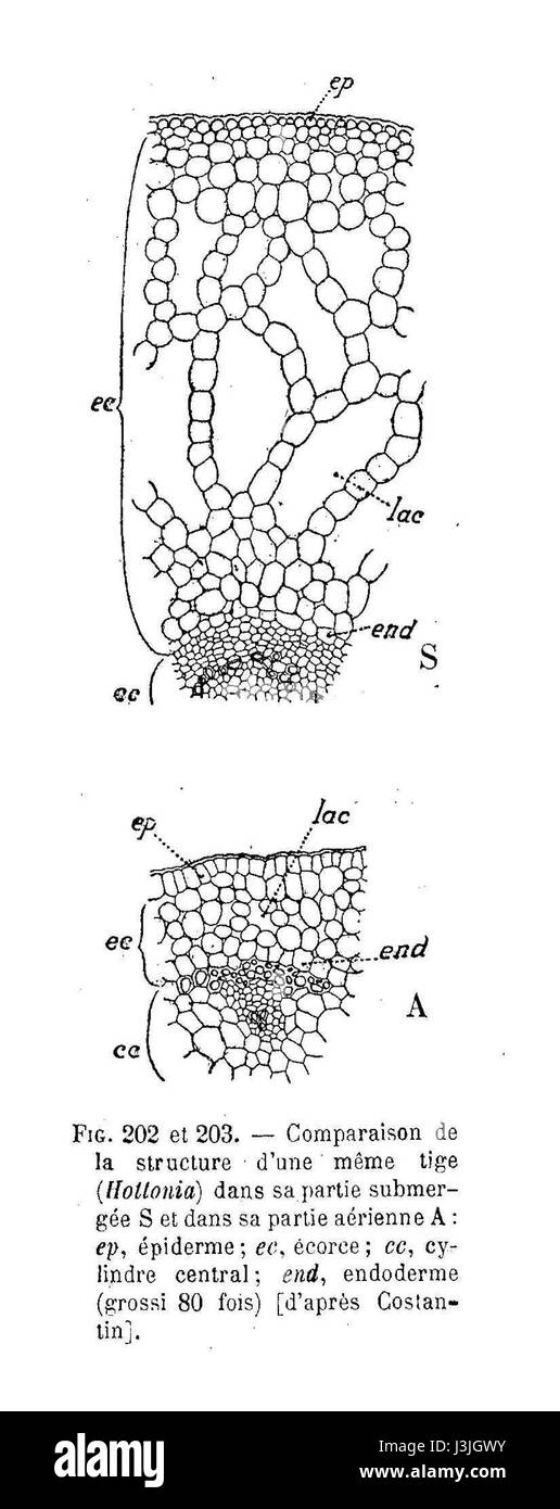 Hottonia est un genre de plantes aquatiques connu pour ses longues tiges minces et ses feuilles vert vif et plumeuses. Les espèces de ce genre se trouvent généralement dans des eaux à mouvement lent et riches en nutriments. Ils se distinguent par leurs feuilles finement divisées, qui aident à l'échange d'oxygène et fournissent un habitat aux organismes aquatiques. Cette espèce particulière est remarquable pour sa structure de tige et sa préférence pour les environnements clairs et peu profonds d'eau douce. Banque D'Images