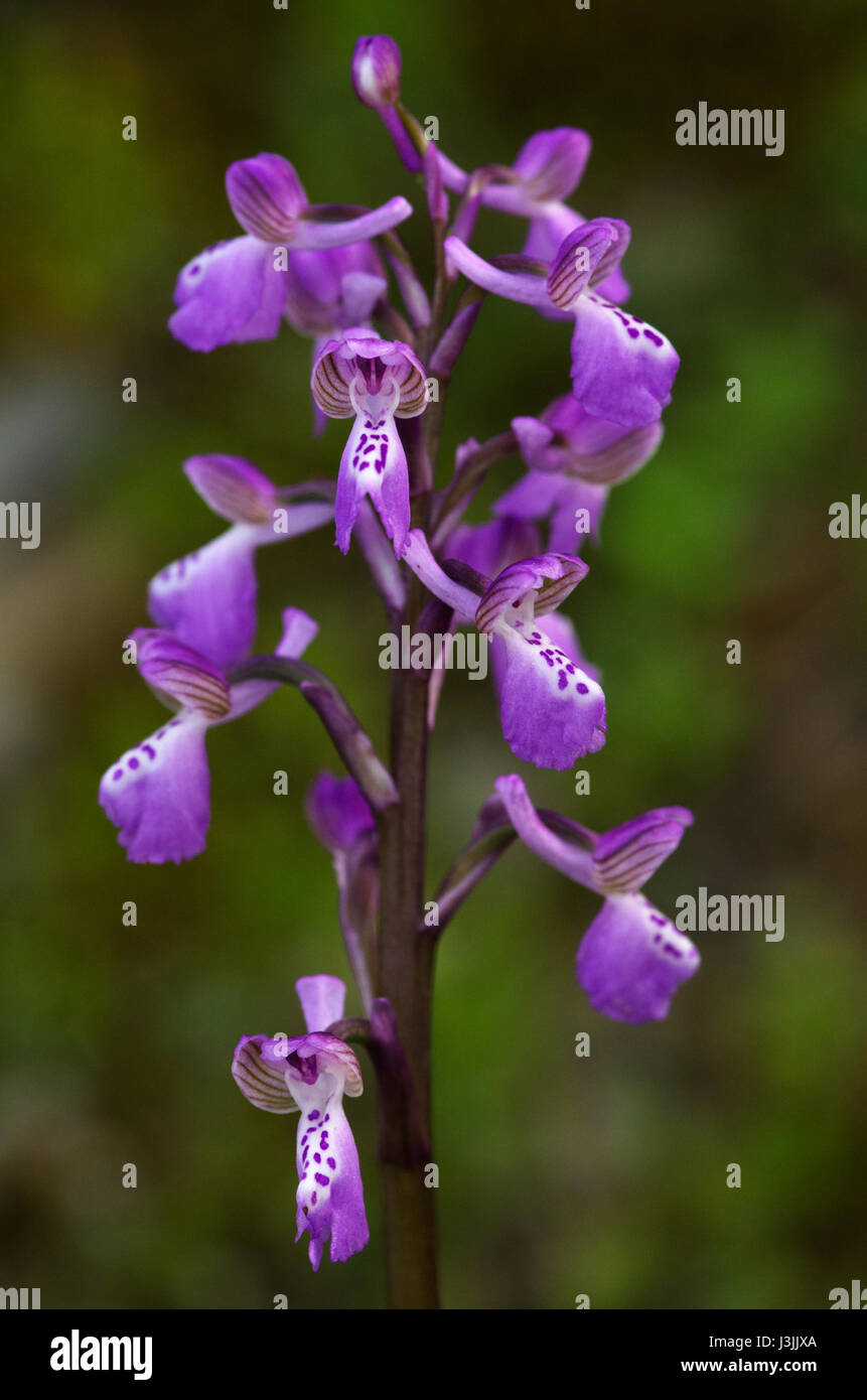 La Wild Orchid (Anacamptis morio subsp. picta) inflorescence verte sur un arrière-plan flou. Mertola, Portugal. Banque D'Images