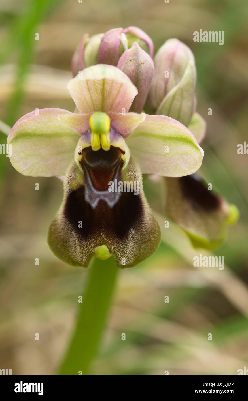 La tenthrède du sauvage de couleur claire Orchid (Ophrys tenthredinifera) gros plan de la fleur. Le cap Espichel, Portugal. Banque D'Images