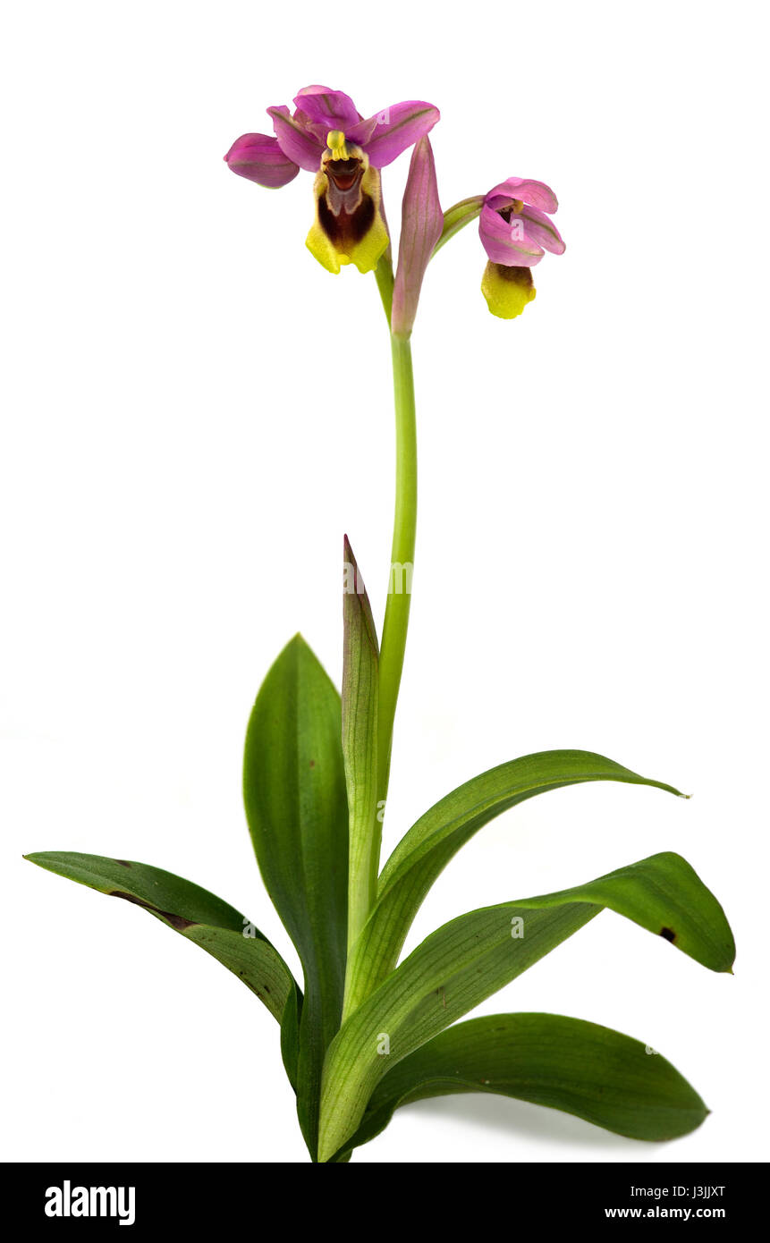 Sous-espèces d'Orchidées sauvages tenthrèdes (Ophrys tenthredinifera subsp. guimaraesii) isolé sur un fond blanc. Plante toute entière. Montagnes Arrabida, le Portugal. Banque D'Images