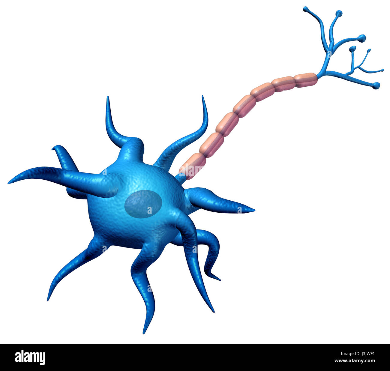 Synapse neurone corps anatomie isolé sur un fond blanc avec axon corps cellulaire et gaine de myéline comme un 3D illustration. Banque D'Images