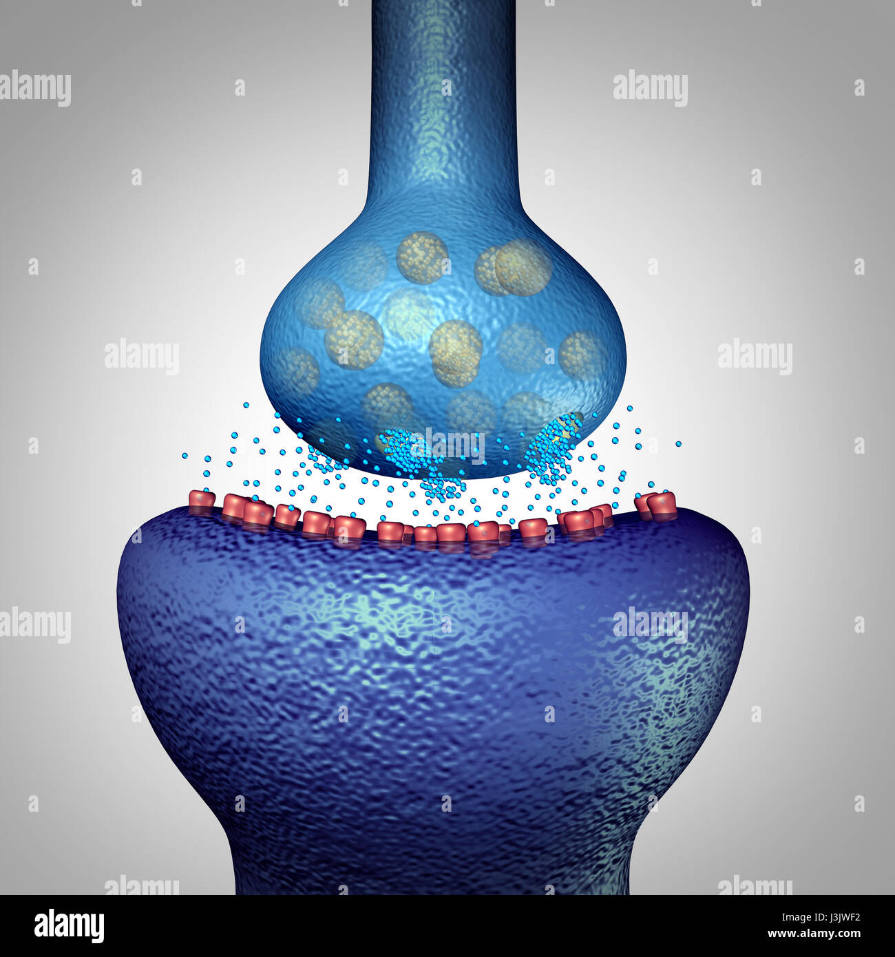 Synapse neurone concept comme l'anatomie du cerveau microscopique symbole avec un axone terminal et les vésicules synaptiques transfert de neurotransmetteur. Banque D'Images