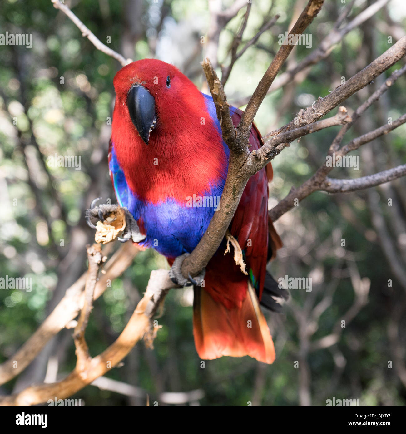 Perruche rouge sur une branche Banque D'Images