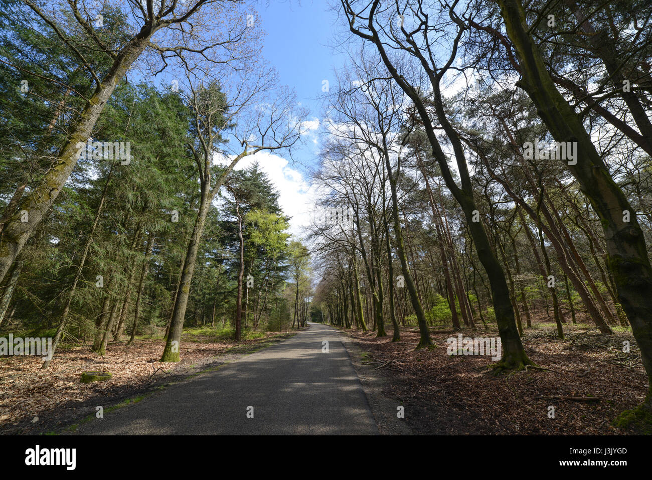 Le parc national De Hoge Veluwe, Otterlo, Pays-Bas Banque D'Images