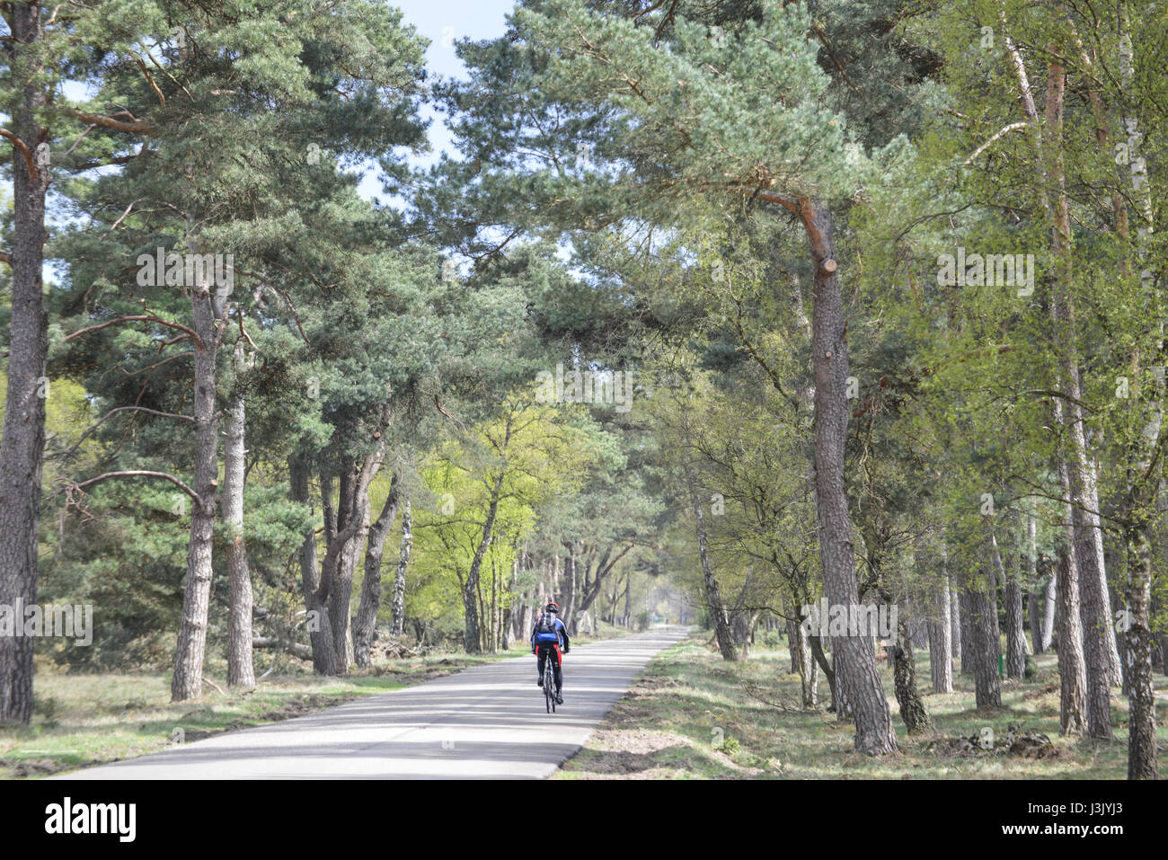 Cycliste sur une route forestière. Le parc national De Hoge Veluwe, Otterlo, Pays-Bas Banque D'Images