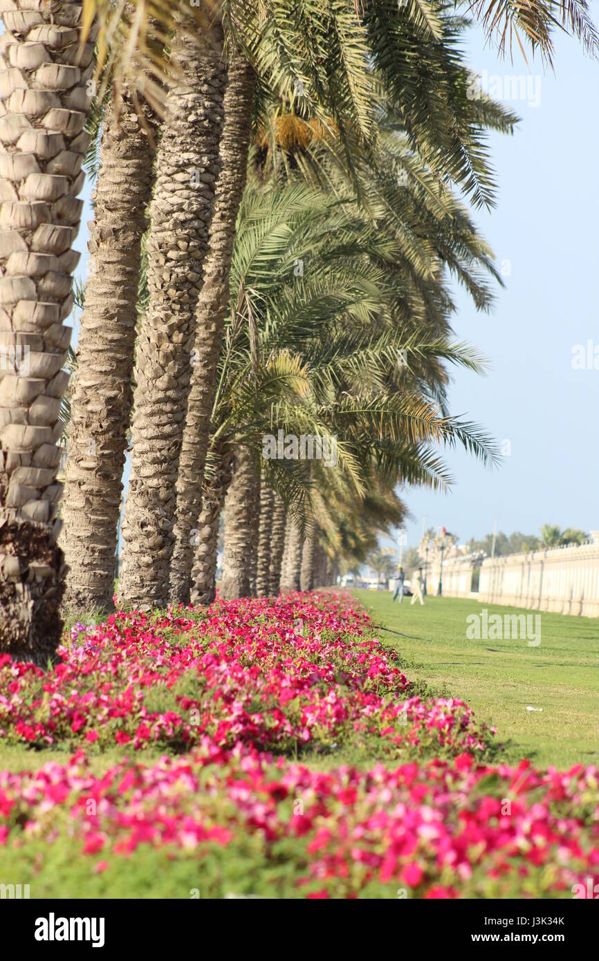 Couleur rose fleur lit en plus d'arbres à UAE date Banque D'Images