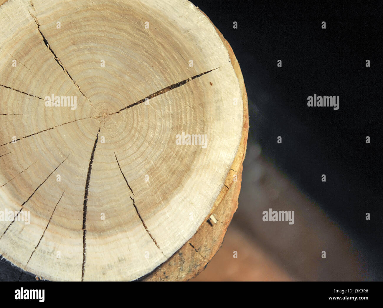 Vue de dessus d'une souche d'arbre isolé avec fissures radiales Banque D'Images