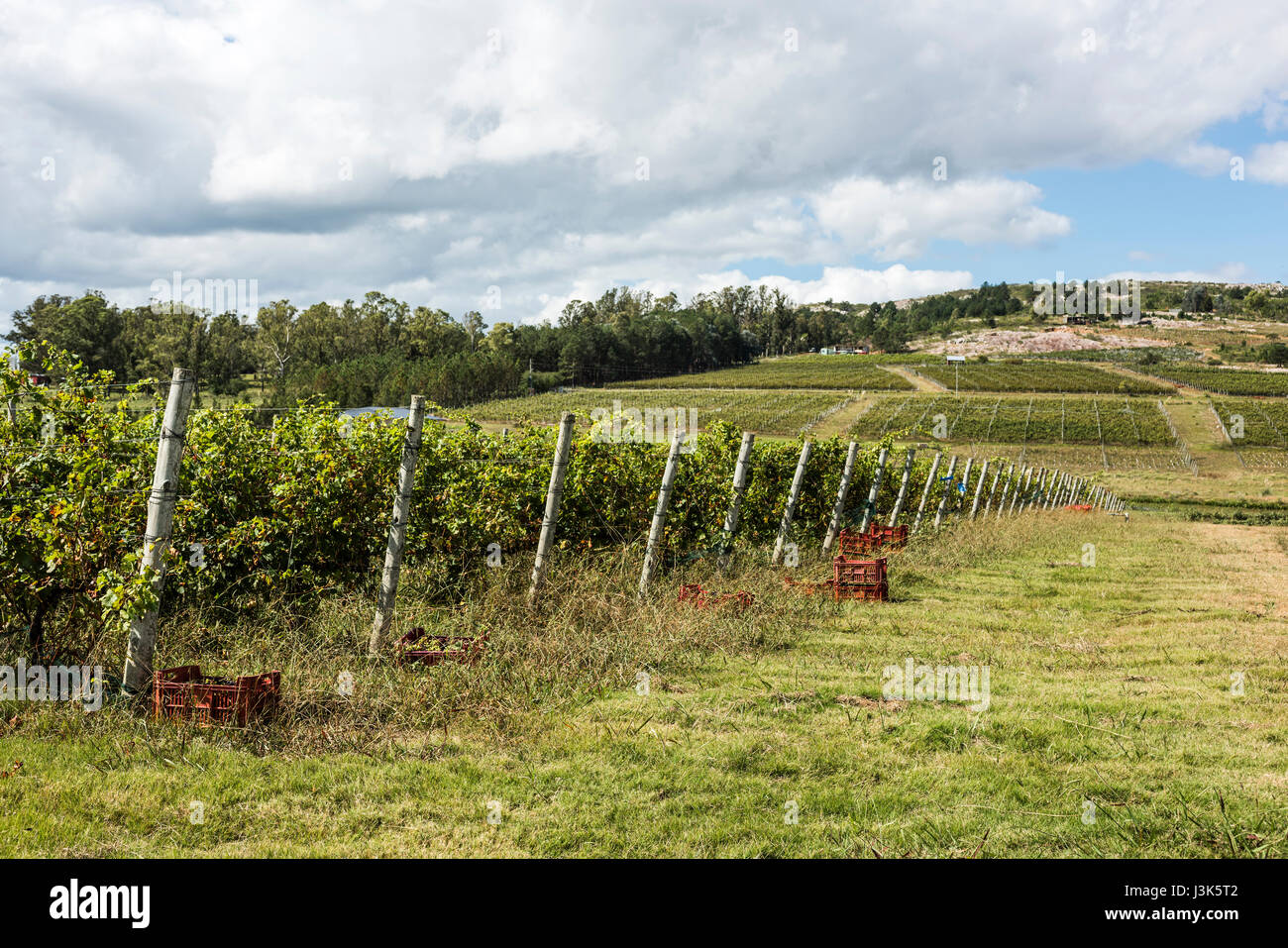 Vignoble pittoresque situé près de Punta del Este, une partie de la Route des Vins (Los caminos del Vino) de l'Uruguay Banque D'Images