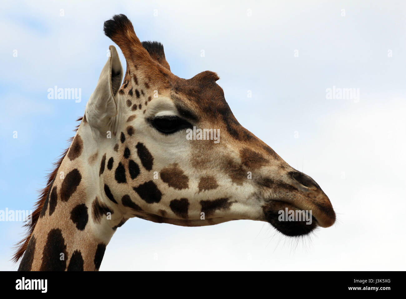 Giraffa camelopardalis rothschildi girafe / Banque D'Images