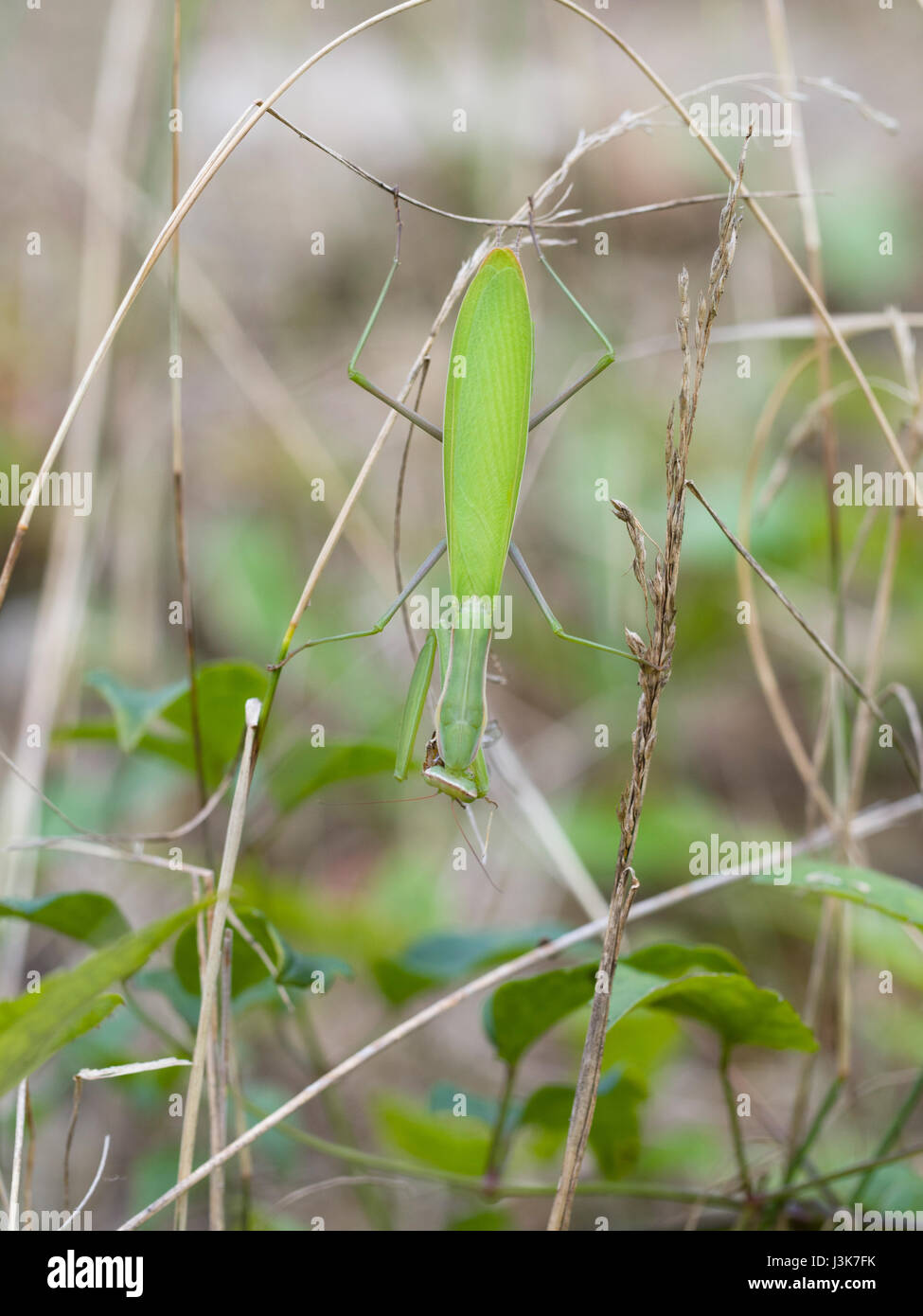 Mantis Mantis religiosa (européenne) Banque D'Images