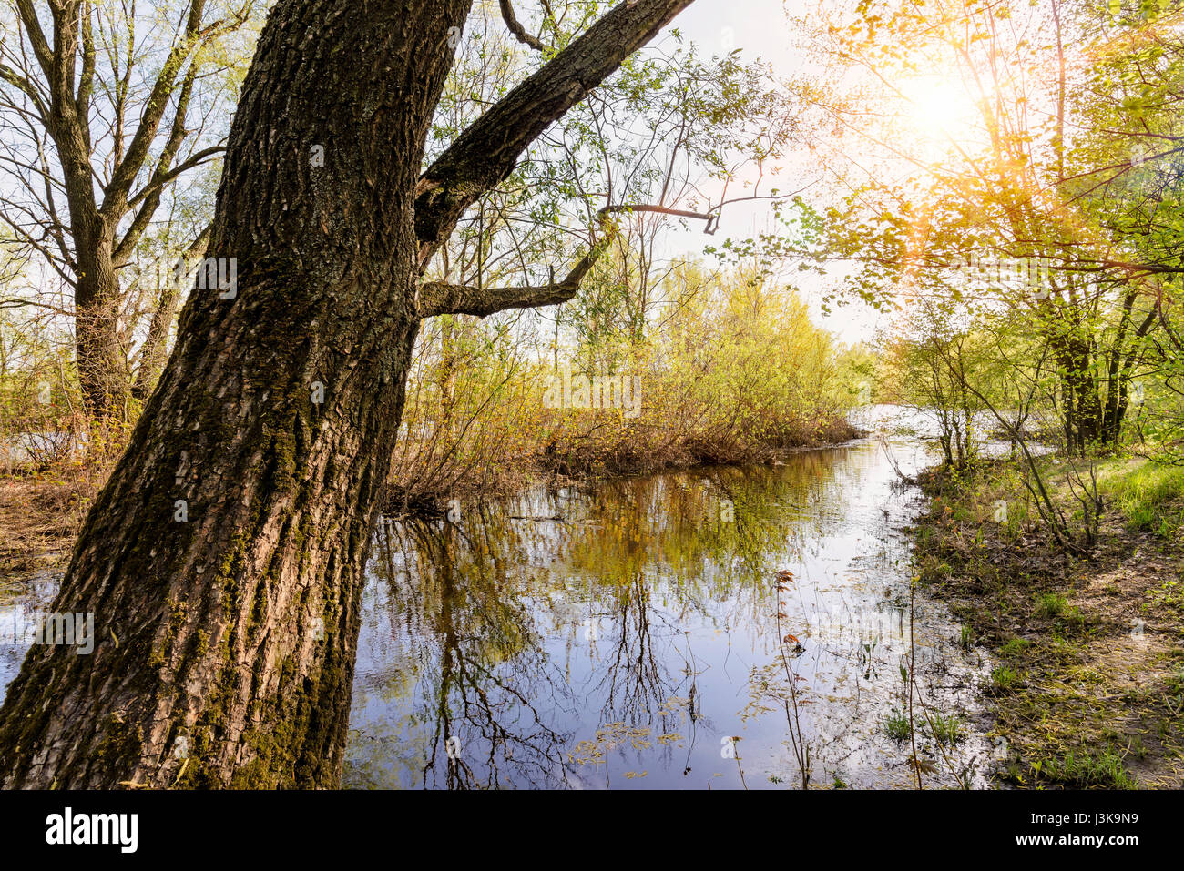 Journée de printemps agréable et calme près de la rivière Dniepr. Les jeunes feuilles sont vert croissant sur les arbres sous un soleil tiède Banque D'Images