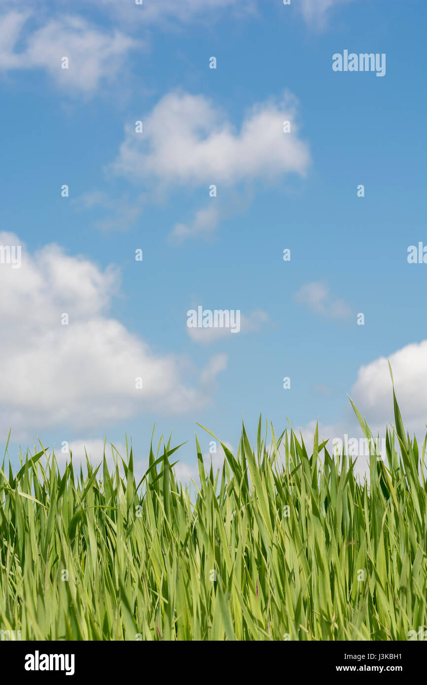 Les pousses d'herbe verte fraîche ciel bleu - métaphore pour 'grass' paroles - 'ne pas laisser pousser l'herbe sous vos pieds, 'La Tête dans les nuages", la croissance économique. Banque D'Images