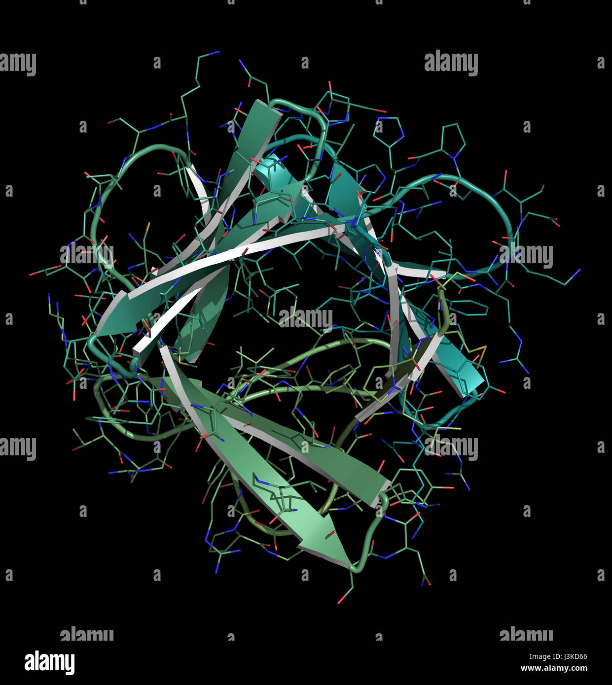 Facteur de croissance basique des fibroblastes (bFGF) molécule. Jouent un rôle dans la guérison des plaies, de l'angiogenèse, etc. Cartoon  + modèle de ligne ; N-à-gradient C coloration. Banque D'Images