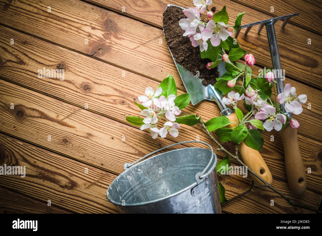 De l'épanouissement de la direction générale et apple outils de jardin sur une surface en bois, close-up Banque D'Images