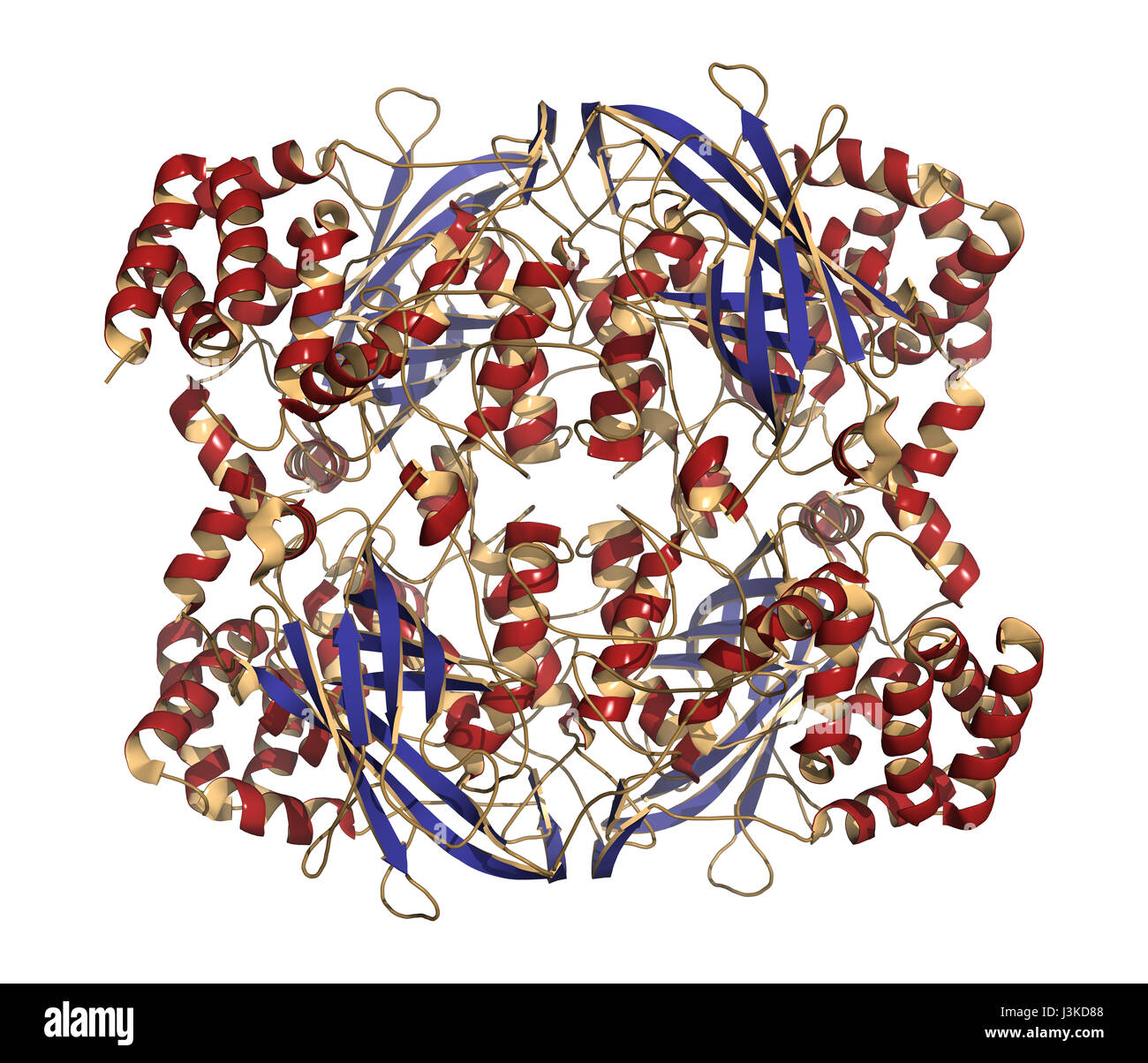 Globules rouges humains catalase. Cellule protège contre les dégâts causés par les espèces réactives de l'oxygène (ROS). Modèle de structure secondaire de Cartoon, coloration : alpha-helices Banque D'Images