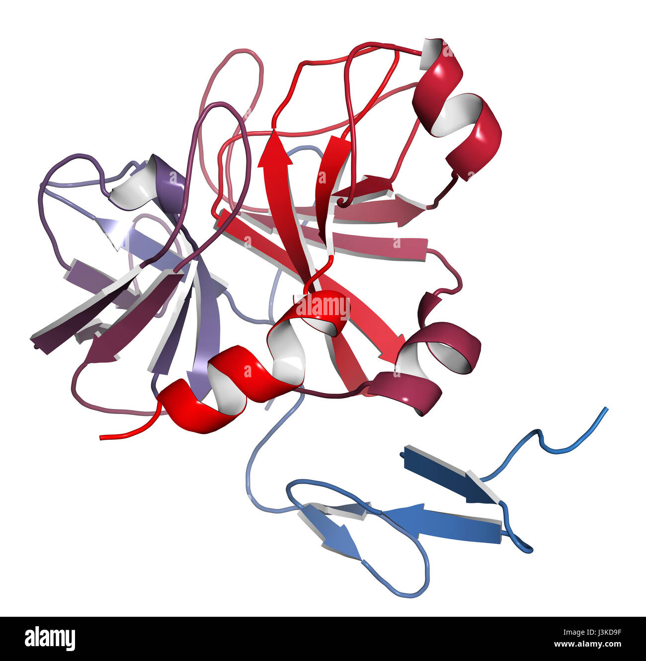 Le facteur Xa de la coagulation du sang. Jouent un rôle dans la coagulation et la thrombose. Modèle de dessin animé ; N-à-gradient C coloration. Banque D'Images